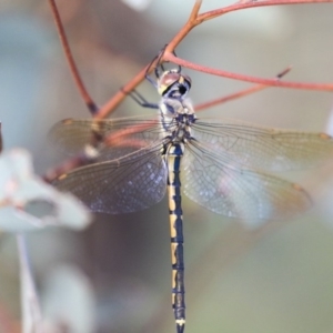 Hemicordulia tau at Dunlop, ACT - 7 Apr 2020