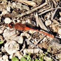 Diplacodes bipunctata (Wandering Percher) at Rob Roy Range - 15 Apr 2020 by JohnBundock