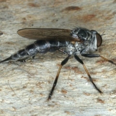 Cerdistus sp. (genus) (Yellow Slender Robber Fly) at Mount Ainslie - 13 Apr 2020 by jb2602