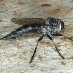 Cerdistus sp. (genus) at Majura, ACT - 13 Apr 2020