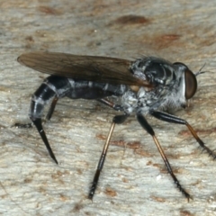 Cerdistus sp. (genus) at Majura, ACT - 13 Apr 2020