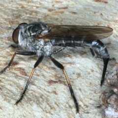 Cerdistus sp. (genus) at Majura, ACT - 13 Apr 2020