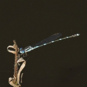 Austrolestes leda at Tuggeranong DC, ACT - 15 Apr 2020