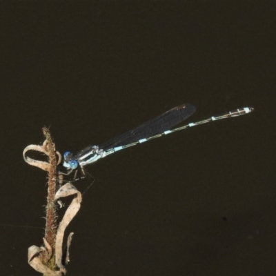 Austrolestes leda (Wandering Ringtail) at Rob Roy Range - 15 Apr 2020 by JohnBundock