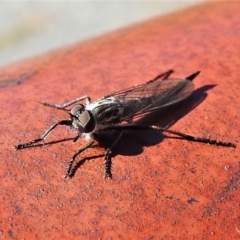 Cerdistus sp. (genus) (Robber fly) at Banks, ACT - 15 Apr 2020 by JohnBundock