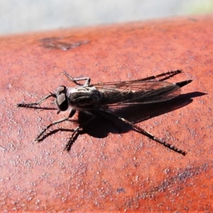 Cerdistus sp. (genus) at Banks, ACT - 15 Apr 2020