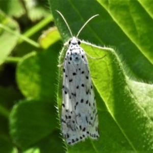 Utetheisa (genus) at Banks, ACT - 15 Apr 2020