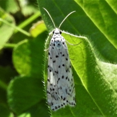 Utetheisa (genus) (A tiger moth) at Banks, ACT - 15 Apr 2020 by JohnBundock