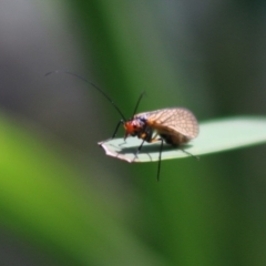 Chorista australis (Autumn scorpion fly) at Mongarlowe, NSW - 15 Apr 2020 by LisaH