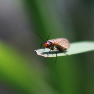 Chorista australis at Mongarlowe, NSW - 15 Apr 2020