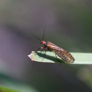 Chorista australis at Mongarlowe, NSW - 15 Apr 2020