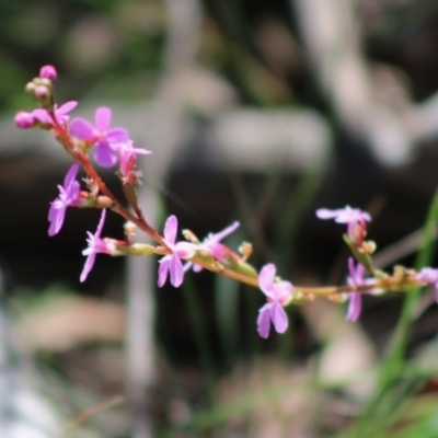Stylidium sp. (Trigger Plant) at Mongarlowe River - 15 Apr 2020 by LisaH