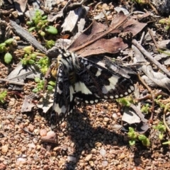 Apina callisto (Pasture Day Moth) at GG229 - 15 Apr 2020 by JackyF