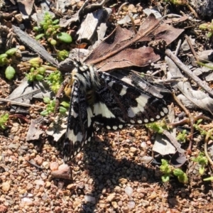 Apina callisto at Hughes, ACT - 15 Apr 2020