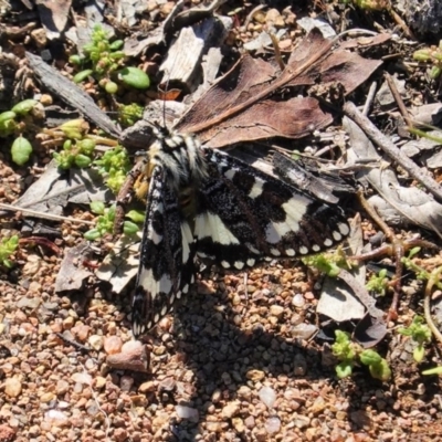 Apina callisto (Pasture Day Moth) at Hughes Grassy Woodland - 15 Apr 2020 by JackyF