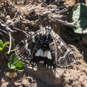 Apina callisto at Hughes, ACT - 15 Apr 2020