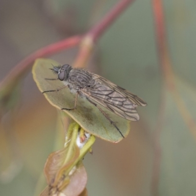 Unidentified True fly (Diptera) at Dunlop, ACT - 7 Apr 2020 by AlisonMilton