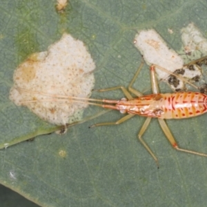 Tettigoniidae (family) at Ainslie, ACT - 13 Apr 2020