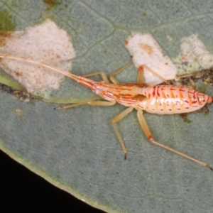 Tettigoniidae (family) at Ainslie, ACT - 13 Apr 2020