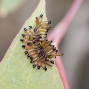 Pseudoperga sp. (genus) at Dunlop, ACT - 7 Apr 2020