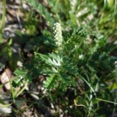 Acaena x ovina (Sheep's Burr) at Deakin, ACT - 15 Apr 2020 by JackyF