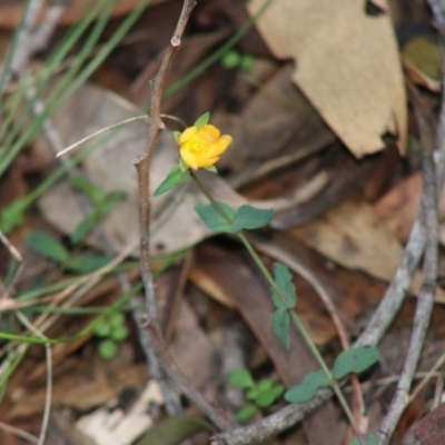 Hypericum gramineum (Small St Johns Wort) at Mongarlowe, NSW - 15 Apr 2020 by LisaH