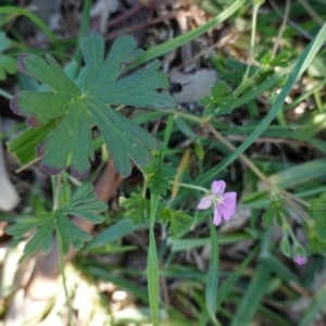 Geranium solanderi var. solanderi at Deakin, ACT - 15 Apr 2020