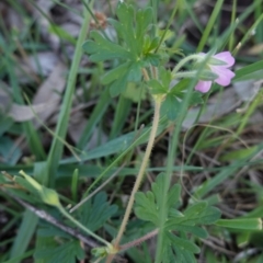 Geranium solanderi var. solanderi at Deakin, ACT - 15 Apr 2020