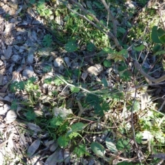 Geranium solanderi var. solanderi at Deakin, ACT - 15 Apr 2020