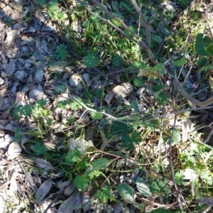 Geranium solanderi var. solanderi at Deakin, ACT - 15 Apr 2020