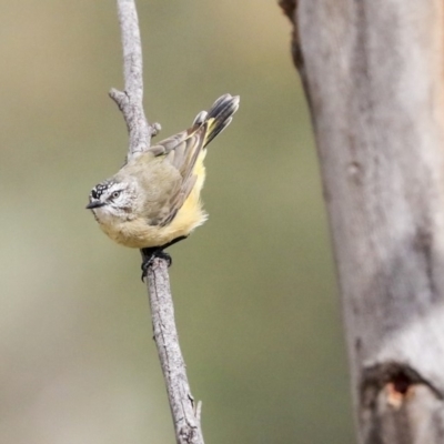 Acanthiza chrysorrhoa (Yellow-rumped Thornbill) at The Pinnacle - 7 Apr 2020 by Alison Milton