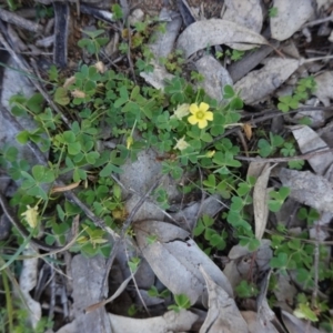 Oxalis thompsoniae at Deakin, ACT - 15 Apr 2020