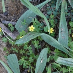 Oxalis thompsoniae at Deakin, ACT - 15 Apr 2020