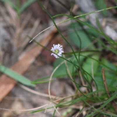 Lagenophora gracilis (Slender Lagenophora) at Mongarlowe, NSW - 15 Apr 2020 by LisaH