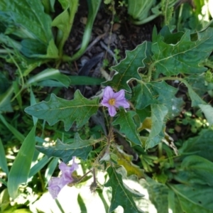 Solanum cinereum at Deakin, ACT - 15 Apr 2020