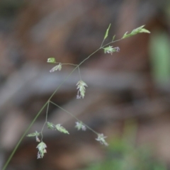 Poa (genus) (A Snow Grass) at Mongarlowe, NSW - 15 Apr 2020 by LisaH