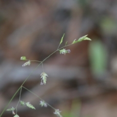 Poa sp. at Mongarlowe, NSW - 15 Apr 2020 12:14 PM