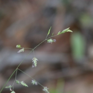 Poa sp. at Mongarlowe, NSW - 15 Apr 2020 12:14 PM