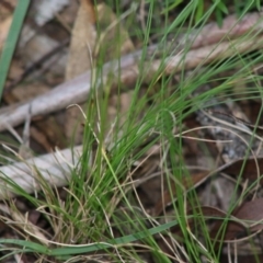 Poa sp. at Mongarlowe, NSW - 15 Apr 2020 12:14 PM