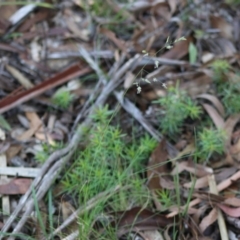 Poa sp. at Mongarlowe, NSW - 15 Apr 2020