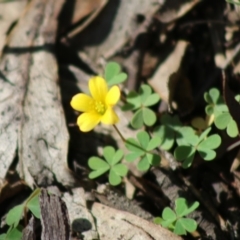 Oxalis sp. (Wood Sorrel) at Mongarlowe River - 15 Apr 2020 by LisaH