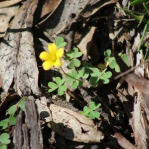 Oxalis sp. at Mongarlowe, NSW - 15 Apr 2020