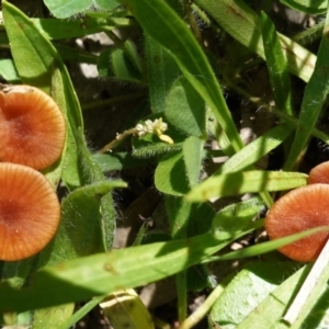 Laccaria sp. at Deakin, ACT - 15 Apr 2020