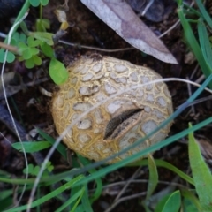 Scleroderma sp. (Scleroderma) at Red Hill to Yarralumla Creek - 15 Apr 2020 by JackyF