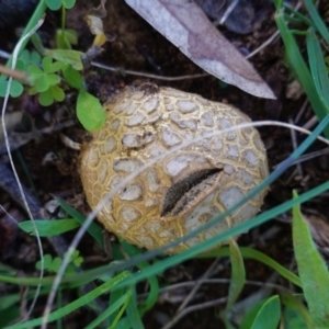 Scleroderma sp. at Deakin, ACT - 15 Apr 2020