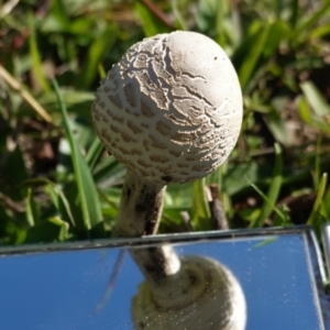 Macrolepiota sp. at Deakin, ACT - 15 Apr 2020