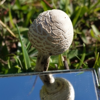 Macrolepiota sp. at Deakin, ACT - 15 Apr 2020 by JackyF