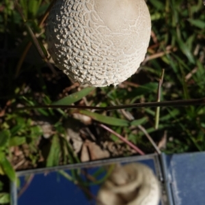 Macrolepiota sp. at Deakin, ACT - 15 Apr 2020