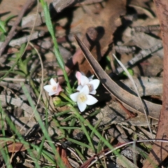 Boronia nana var. hyssopifolia at Mongarlowe River - 15 Apr 2020 by LisaH