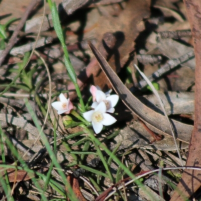 Boronia nana var. hyssopifolia at Mongarlowe River - 15 Apr 2020 by LisaH